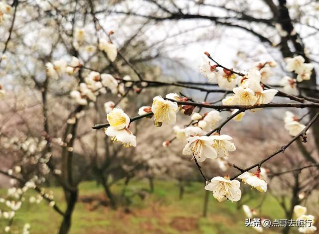 成都惊现6000亩梅林，花开成海超级壮观，免费，不要门票！