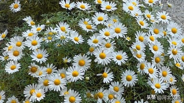 邯郸，你别太好逛了！