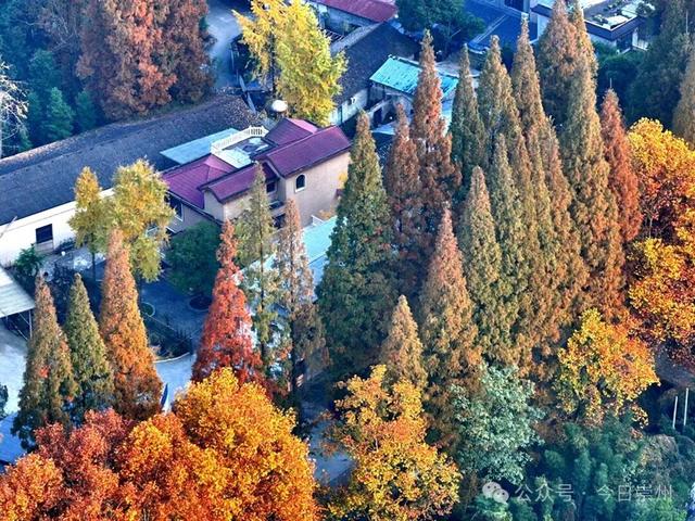 出片率100%！为崇州这些高颜值路连发三天朋友圈！