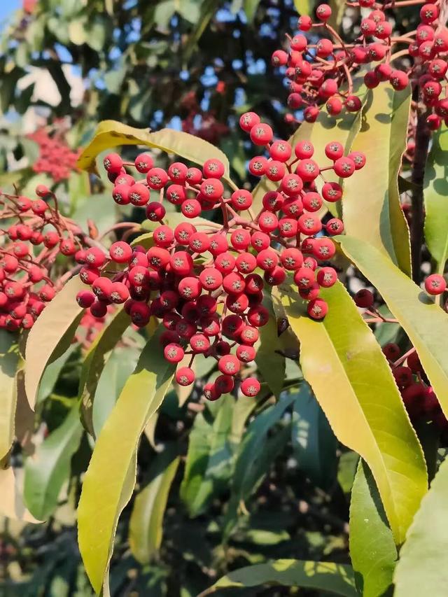 红果累累！森林公园石楠果红了，满树红果笑寒风！