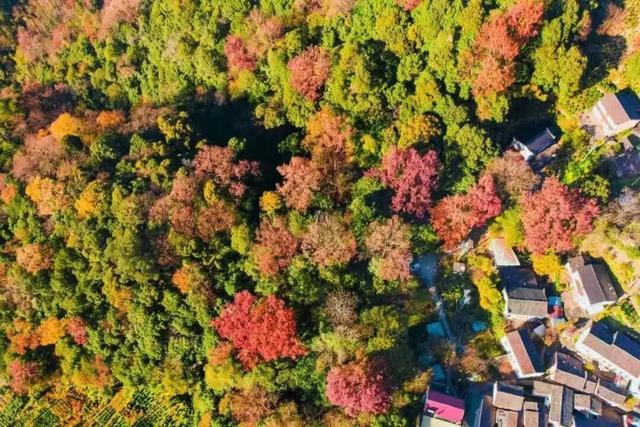 骑行赏枫、古村寻秋……被祁门的「枫景」治愈啦！| 皖美秋日