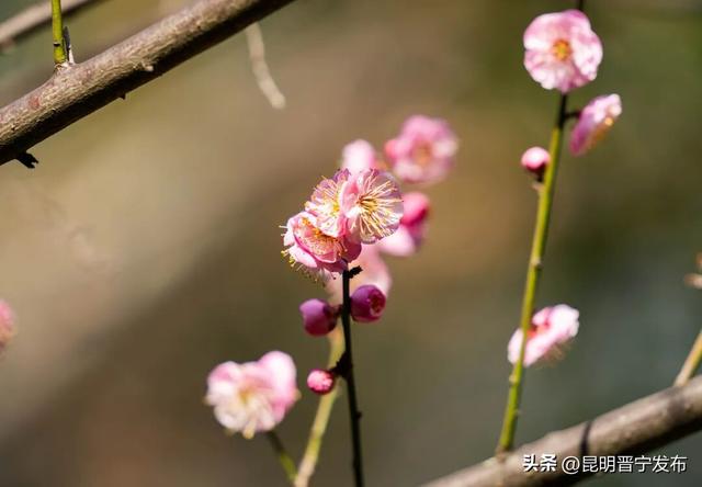 暗香浮动！郑和公园梅花凌寒绽放，这份冬日清幽别错过