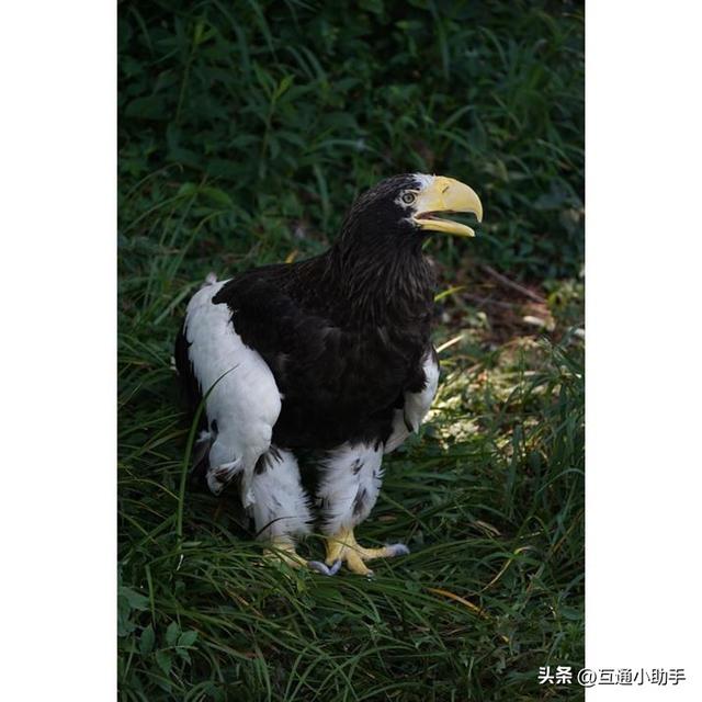 50mm起步的超远摄变焦!腾龙“50-400mm F/4.5-6.3 Di III VC VXD”评测