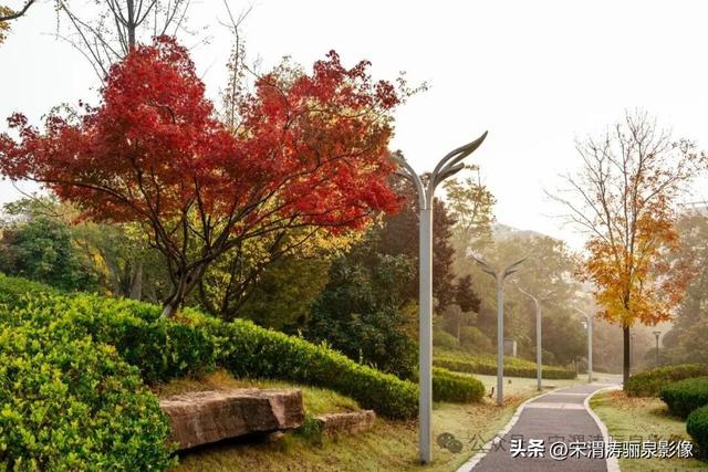 陕西渭南：人民公园银杏林色彩纷呈 祥和美丽 秋色宜人