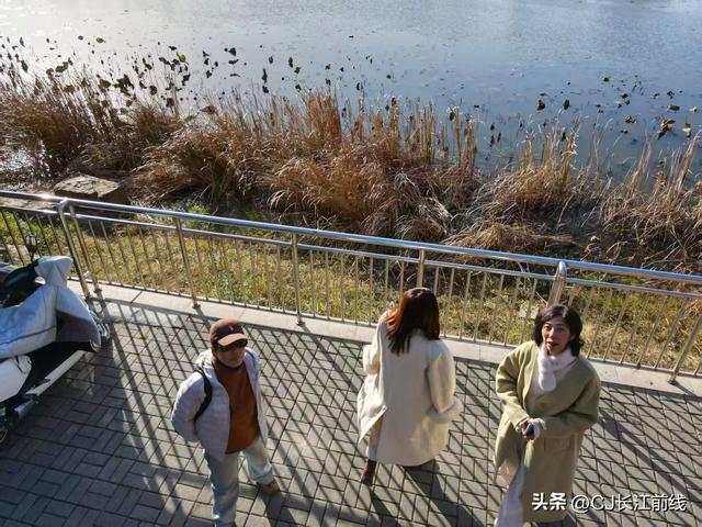 河南淮滨：湖畔杉红景美人更美