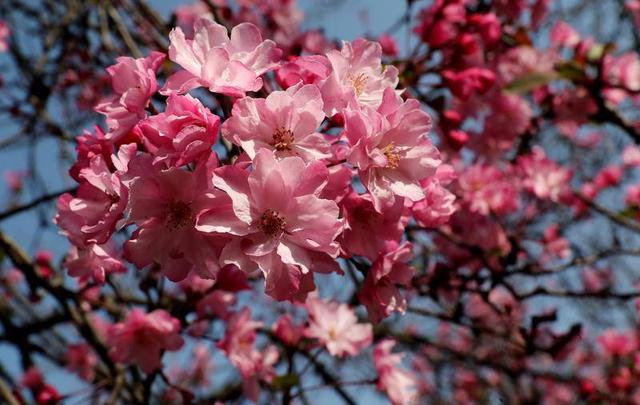 昆明动物园开启 “圆通樱潮”赏花季