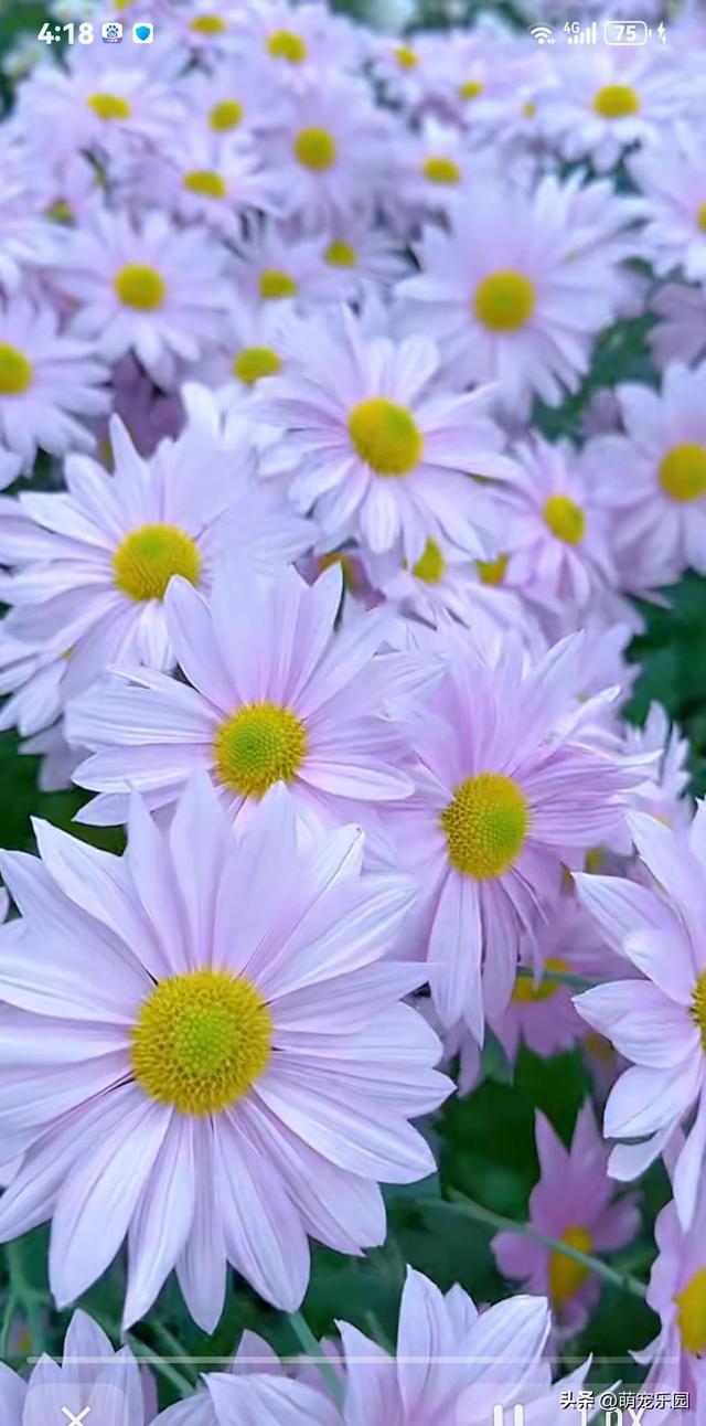 指尖轻触定格美好，民俗风情与生活交织	，让冰冷屏幕拥有温度