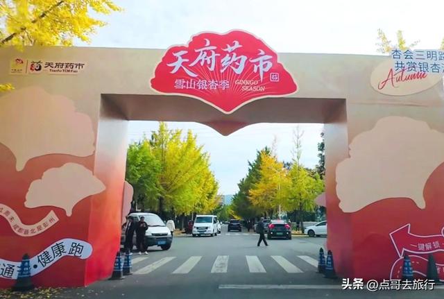 成都彭州被低估的场镇，3公里银杏长廊超级壮观，公交车直达！