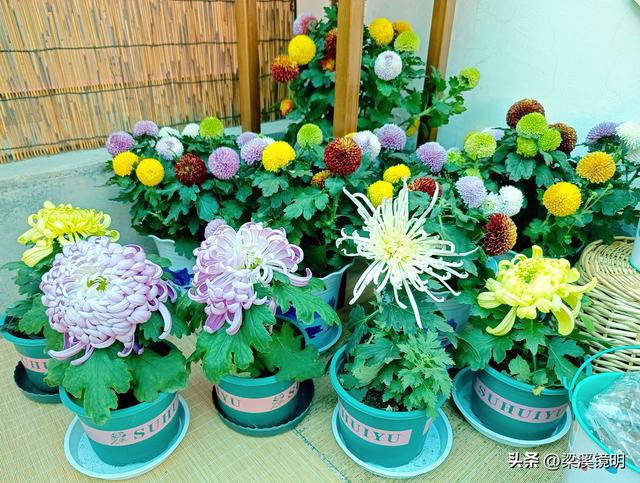 “中山秋韵，菊映盛世”，赏菊南京中山植物园（下）