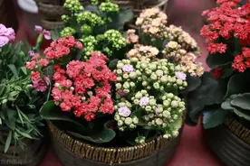 长寿花的养殖方法！记住4招，不仅花苞多，花量大，花期还长图片