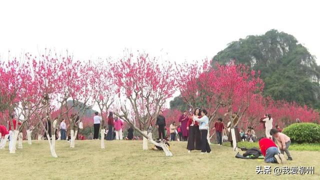 速来！龙潭公园迎来“桃花朵朵开”，花期不到一个月