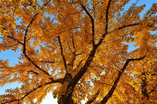 别急，地坛秋色还在！银杏节持续至本周末→