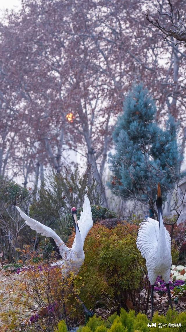 每日一景|冬日玄武湖景色