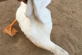 拔鸭毛的终极做法！图片