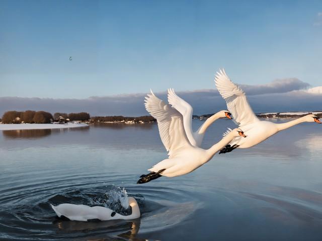 “谁说深圳没有秋天？🦢这里的候鸟会‘啾’醒你的秋天～”