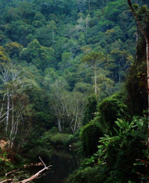 首次发现仅3株，25年云南又发现2株，网友：不稀奇，老家遍地都是