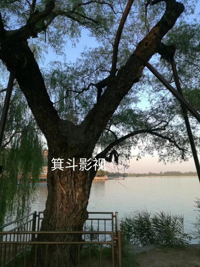 颐和园西堤古柳，三百年沧桑的见证者。