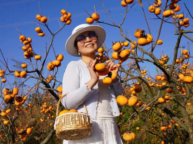 柴桑区新塘乡胡桥村:千亩柿红引客来