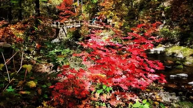 红叶竟为“新生”色？两大争议难分高下，实验给出方向