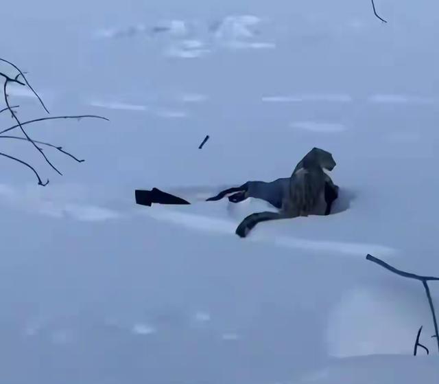 雪豹咬伤后续！女游客很漂亮，已经毁容	，知情人曝内幕，被咬不冤