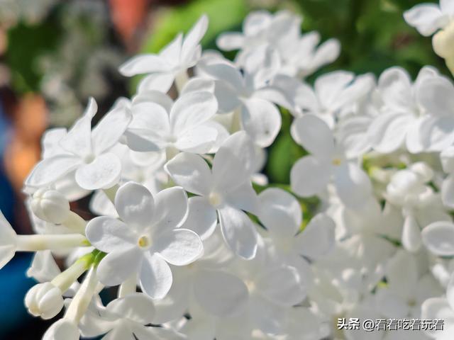 北京公园赏花记