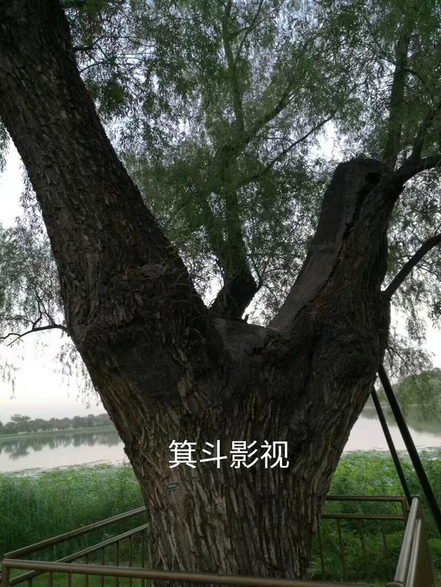 颐和园西堤古柳，三百年沧桑的见证者。