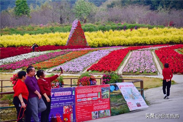 一堂春色动岭南，佛山三水卡玛数千株玉堂盛放，引发三八旅游热潮