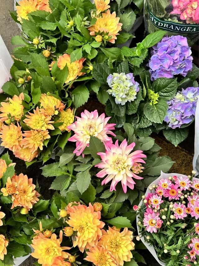 成都8个值得一去的批发市场！年货、鲜花、水果