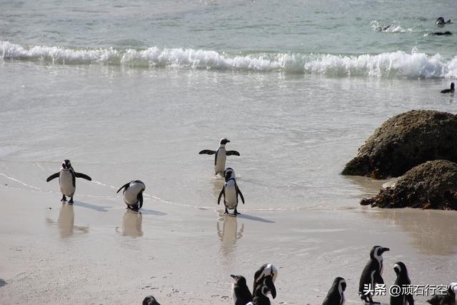 南部非洲：南非开普敦企鹅岛