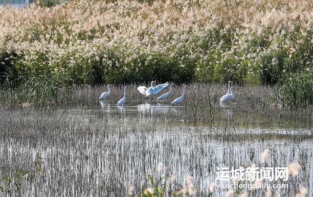 来，到运城“小橘子洲头”走走！