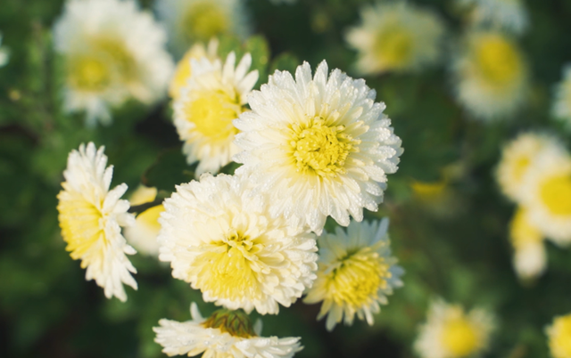 秋日限定！歙县黄山贡菊惊艳上线，邂逅山野绝美盛景 | 皖美冬日 | 第十五届安徽国际文化旅游节