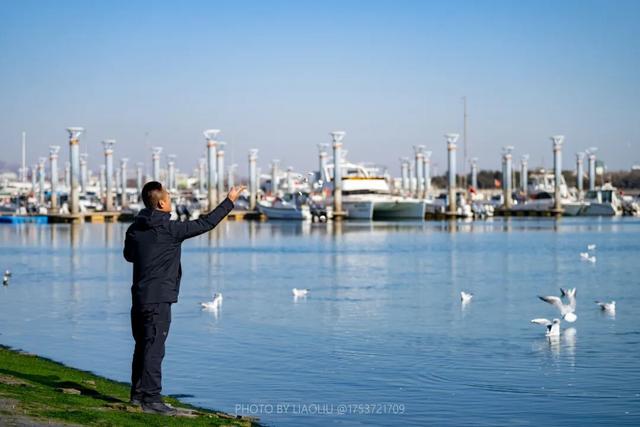 来日照看海鸥！位置→