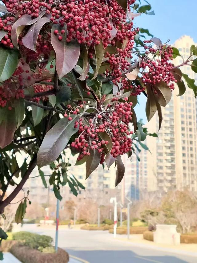 红果累累！森林公园石楠果红了，满树红果笑寒风！