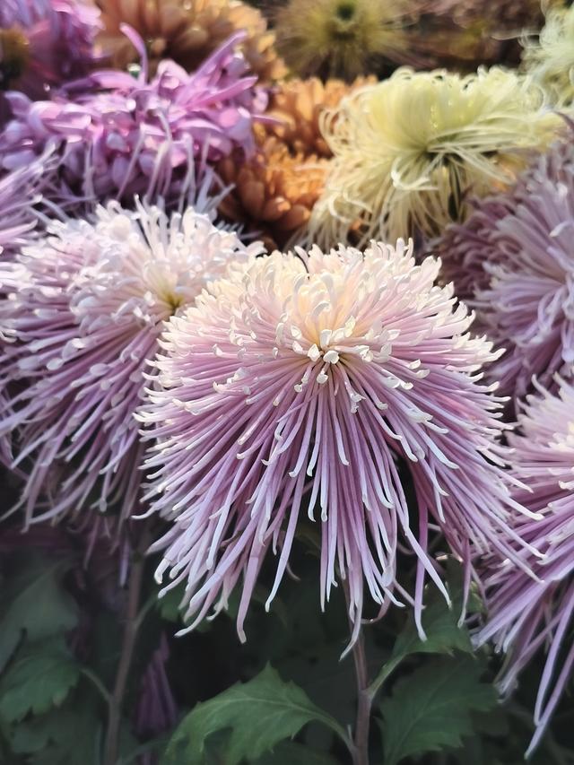 生活日常分享，独自赏花经历，以供大家娱乐