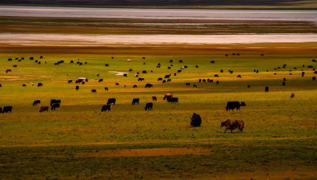 【辉煌60年·新时代西藏答卷】哲古草原:与藏野驴的秋日私语