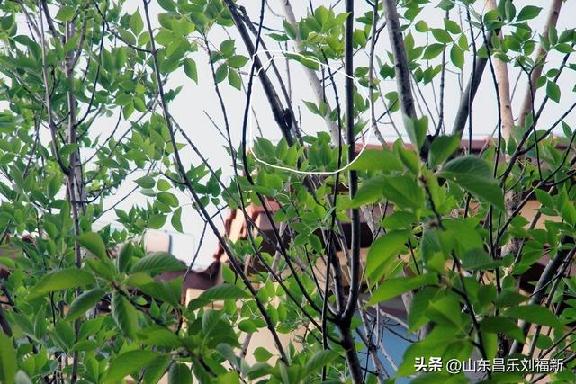首阳山路上·骤遇老学生·及其它