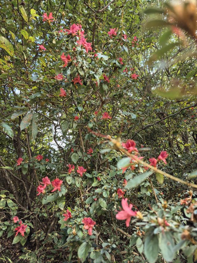 霜降时节，柿林村徒步