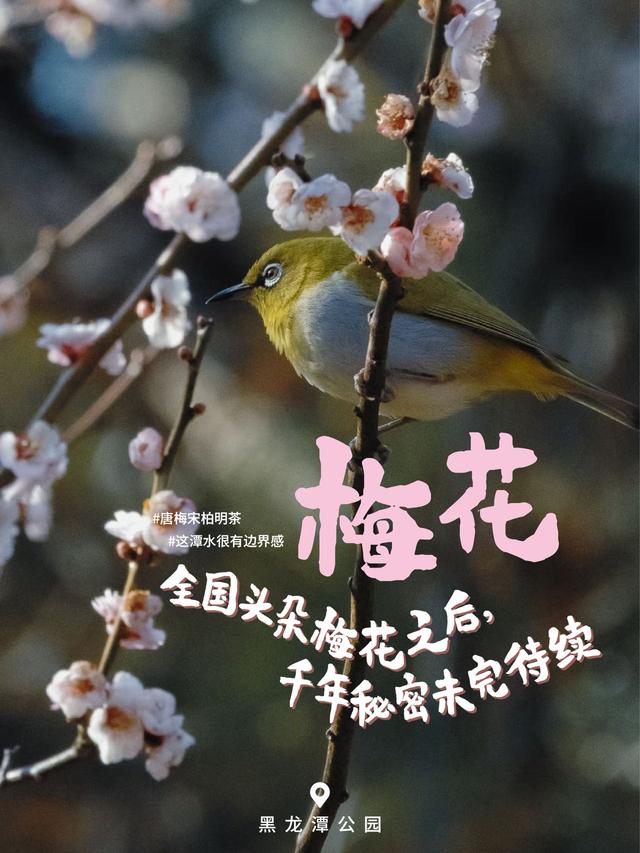 2500万人在昆明盘龙追过的花