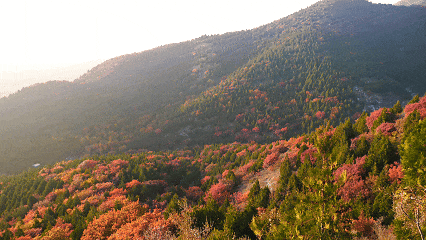 别白跑！舞彩浅山11月24日起闭园