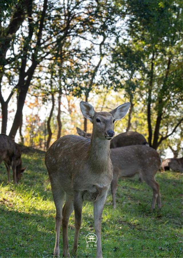 《疯狂动物城》苏州分“城”来啦！