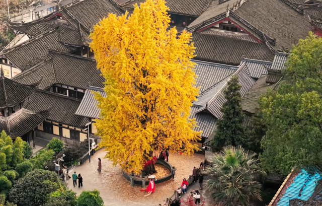 重庆低调的寺庙，有棵1200年银杏树，12月正是最佳观赏期