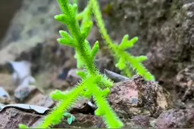叶像松针，老人叫它“伸筋草”“风湿草”，遇到了千万不要嫌弃图片