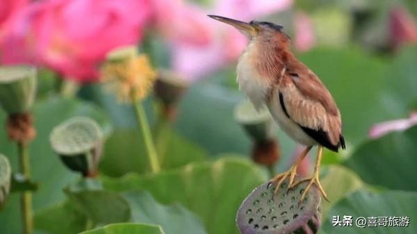 长春城市绿肺！我在净月潭洗了场22度森林浴，还乘了夜光星空缆车