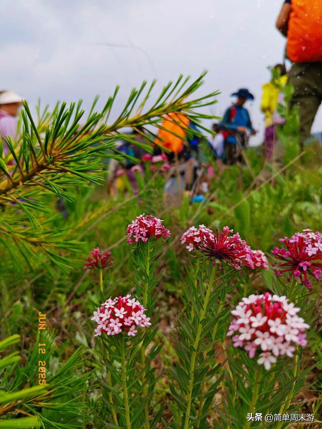 7）山西阳城析城山圣王坪，在云端草甸邂逅狼毒花的美，与千年传