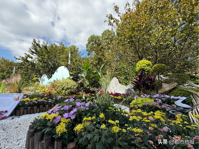 轨道线丨一日三变 “醉芙蓉”