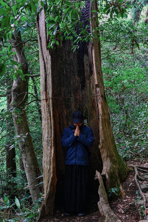 天目山秘境觉醒！用镜头解锁“大树王国”的N种打开方式