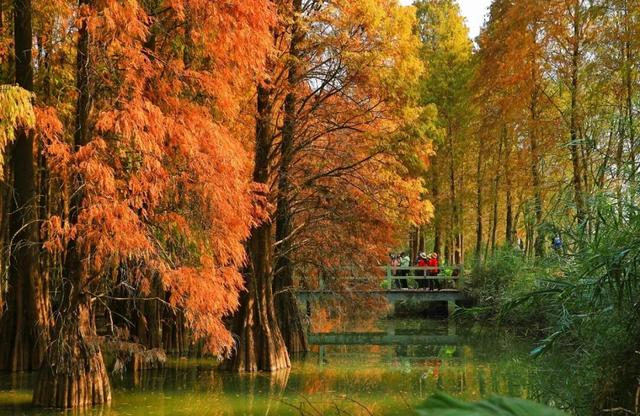 期待！七星岩落羽杉即将“变装”→