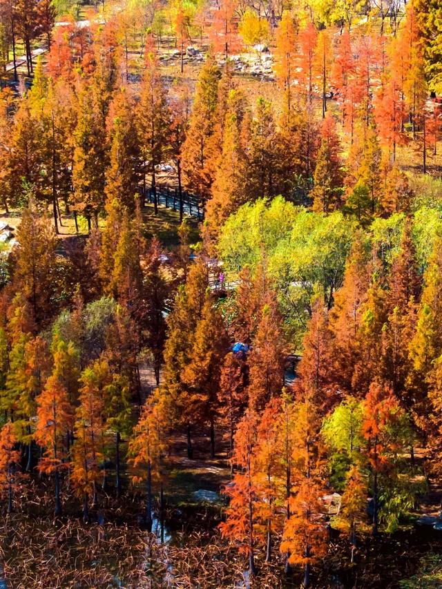 烟台秋日绝色盛宴筹备中,走!寻秋去!