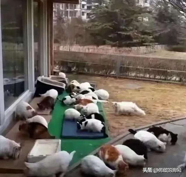 刘亦菲私宅曝光,与猫狗相伴不养娃超舒适,这才是生活?