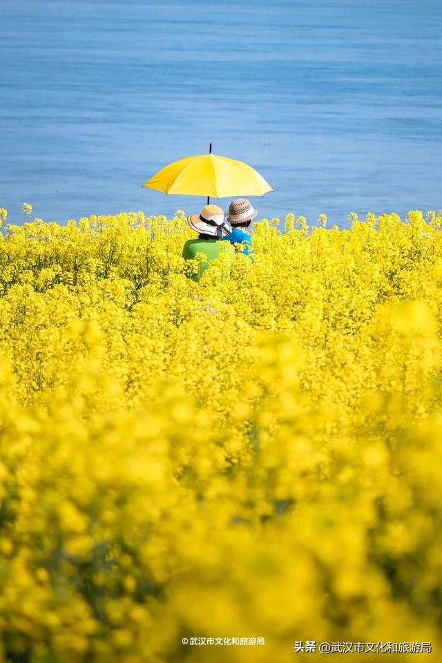 武汉春天最壮观的花海，全城盛开！
